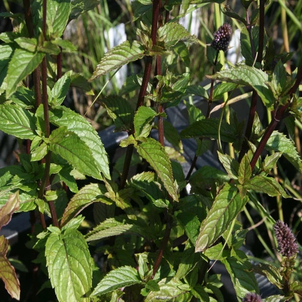 Mentha spicata 'Black Spearmint' – Menta