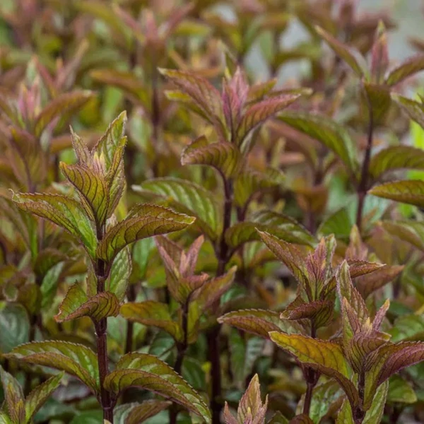 Mentha spicata 'Black Spearmint' – Menta