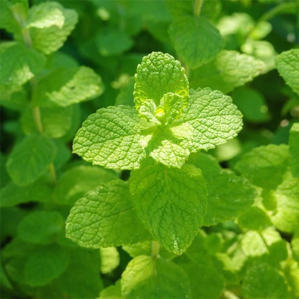 Mentha suaveolens – Alma illatú menta