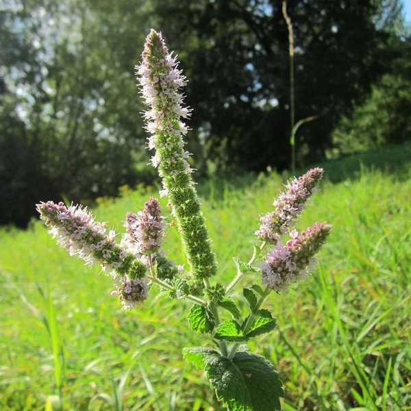 Mentha suaveolens – Alma illatú menta