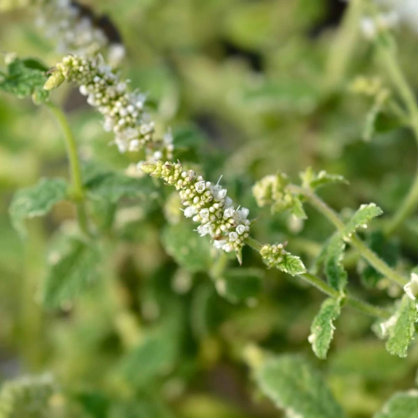 Mentha suaveolens 'Variegata' – Menta