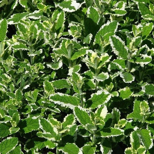 Mentha suaveolens 'Variegata' – Menta