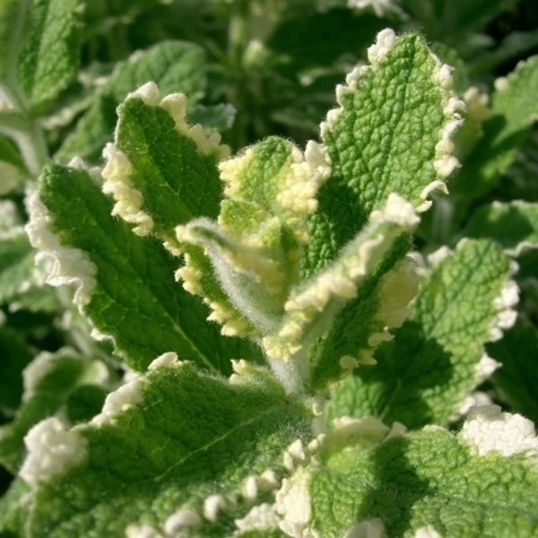 Mentha suaveolens 'Variegata' – Menta