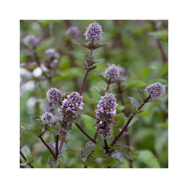 Mentha x piperita 'Agnes' – Borsmenta