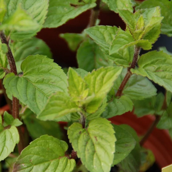 Mentha x piperita 'Agnes' – Borsmenta