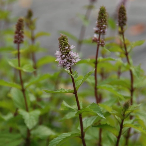 Mentha x piperita 'Agnes' – Borsmenta