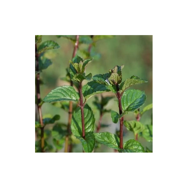 Mentha x piperita 'Agnes' – Borsmenta