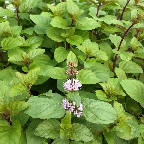 Mentha x piperita 'Orange' – Borsmenta