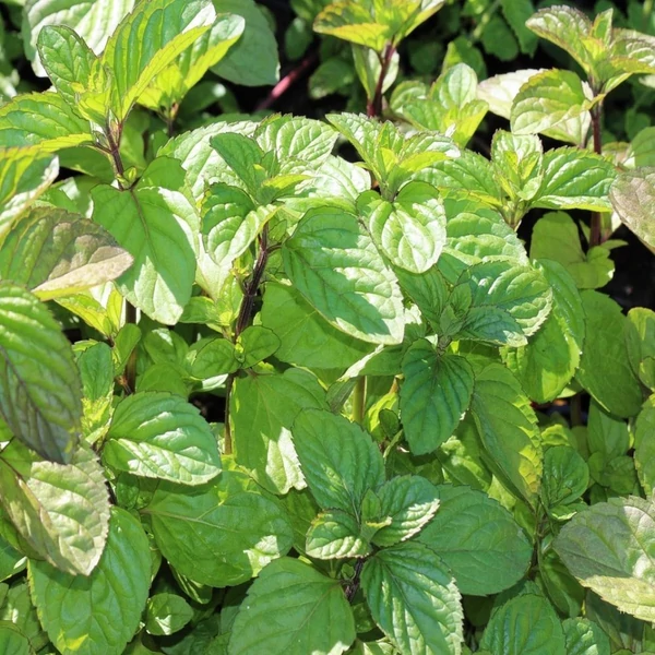 Mentha x piperita 'Orange' – Borsmenta