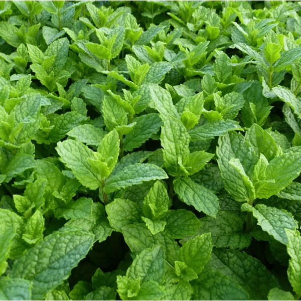 Mentha 'Maroccan' - Marokkói menta