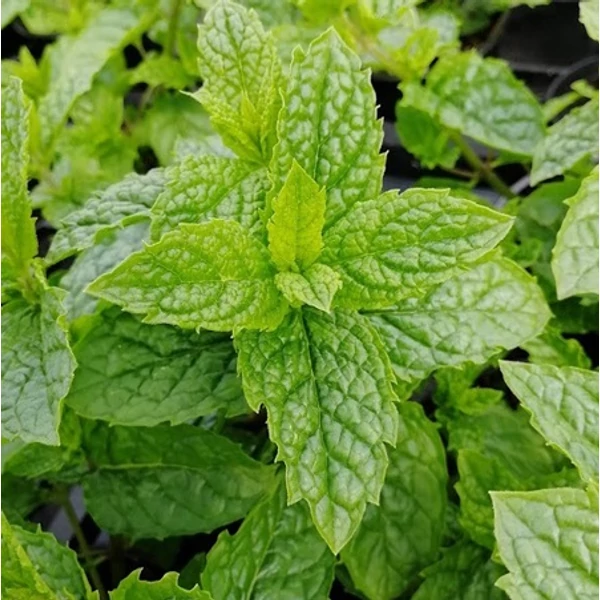 Mentha 'Maroccan' - Marokkói menta