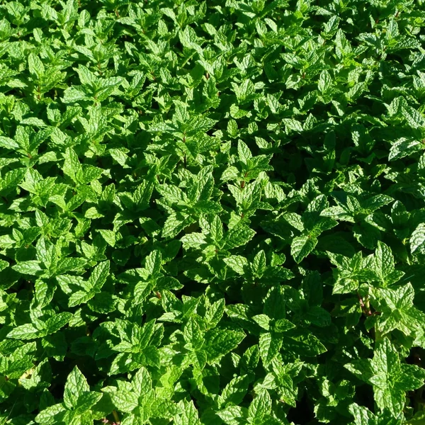 Mentha 'Maroccan' - Marokkói menta