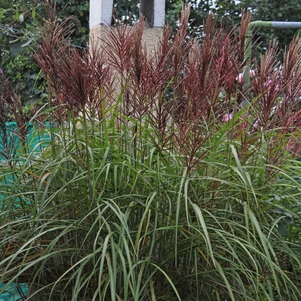 Miscanthus sinensis 'Polonus' – Molnárpántlika