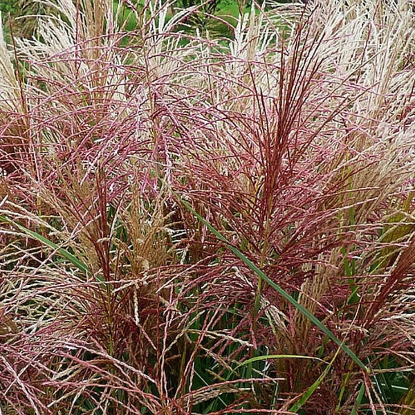 Miscanthus sinensis 'Polonus' – Molnárpántlika