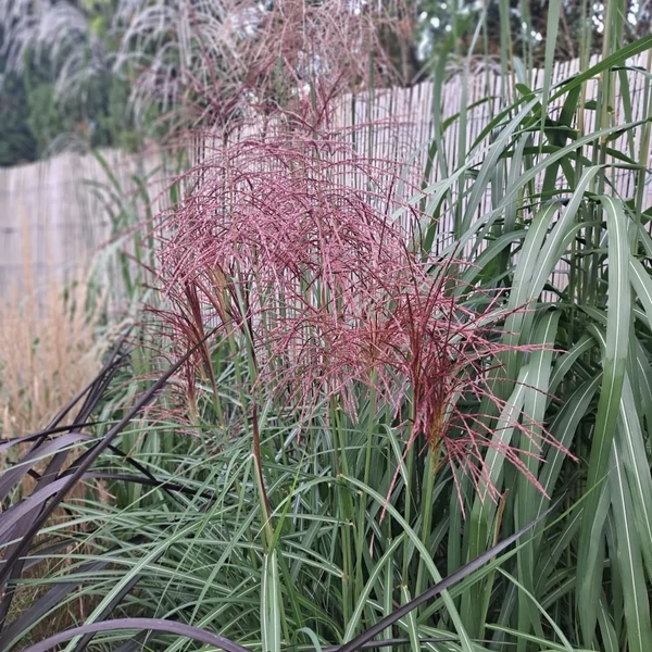 Miscanthus sinensis 'Polonus' – Molnárpántlika