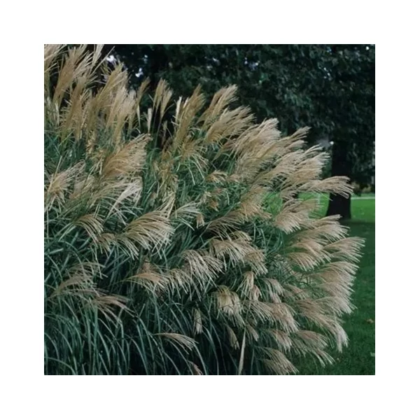 Miscanthus sinensis 'Silberfeder' – Molnárpántlika