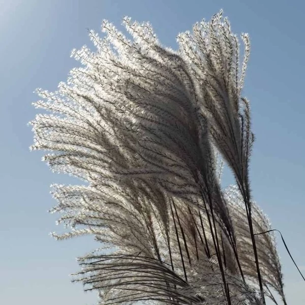 Miscanthus sinensis 'Silberfeder' – Molnárpántlika