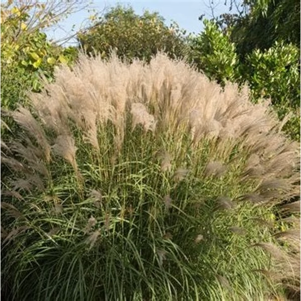 Miscanthus sinensis 'Gracillimus' - Molnárpántlika