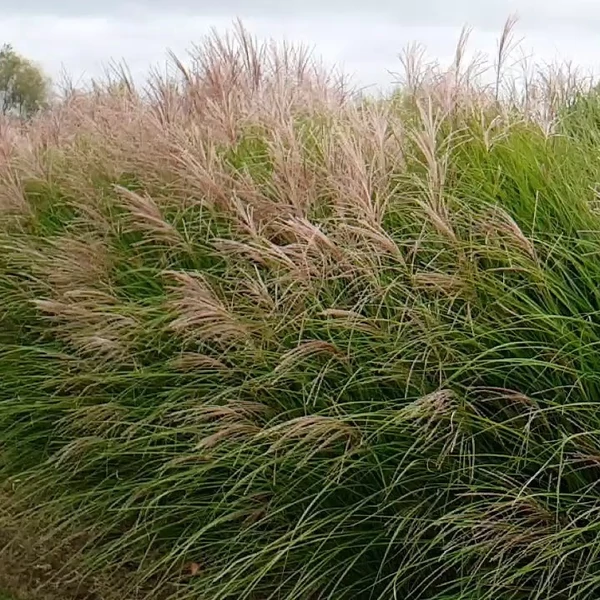 Miscanthus sinensis 'Gracillimus' - Molnárpántlika