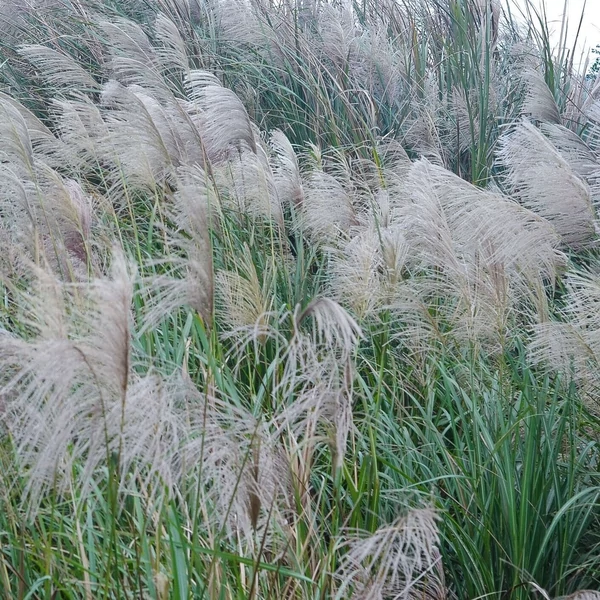 Miscanthus sinensis 'Gracillimus' - Molnárpántlika
