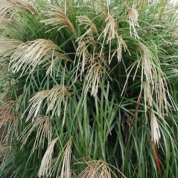 Miscanthus sinensis 'Herman Mussel' - Molnárpántlika