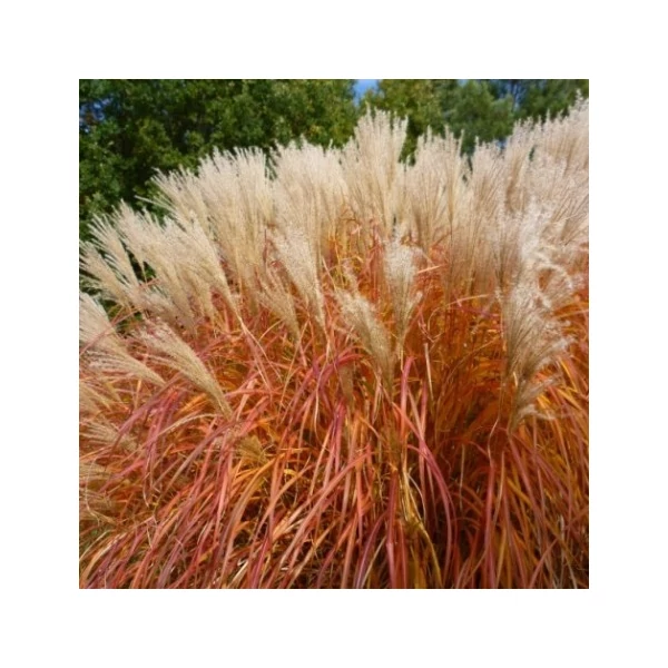 Miscanthus sinensis 'Herman Mussel' - Molnárpántlika