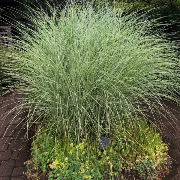 Miscanthus sinensis 'Morning Lights' - Vöröses-bronzos molnárpántlika