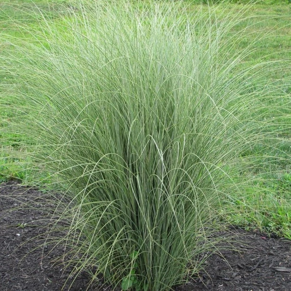 Miscanthus sinensis 'Morning Lights' - Vöröses-bronzos molnárpántlika