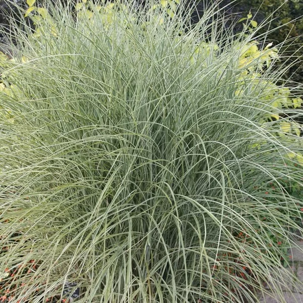 Miscanthus sinensis 'Morning Lights' - Vöröses-bronzos molnárpántlika