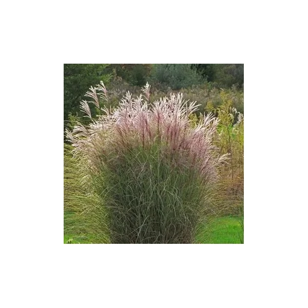 Miscanthus sinensis 'Morning Lights' - Vöröses-bronzos molnárpántlika