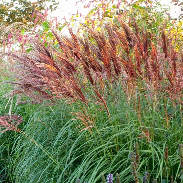 Miscanthus sinensis 'Red Chief' – Molnárpántlika