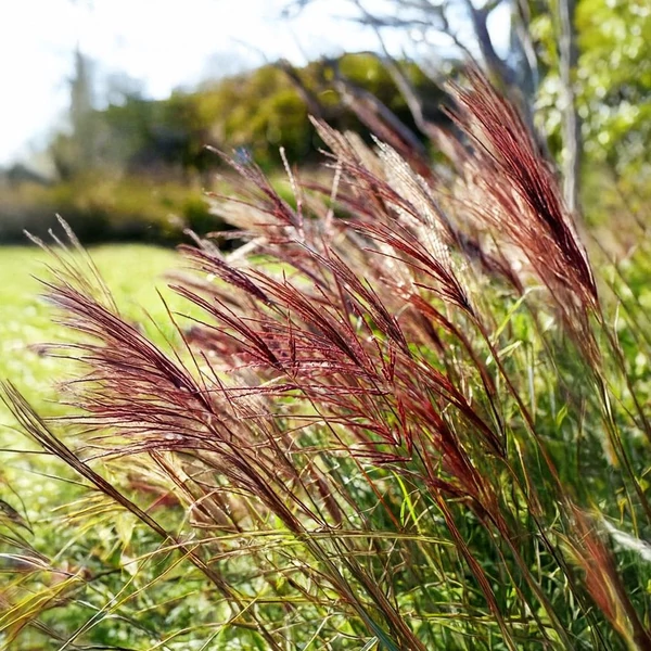 Miscanthus sinensis 'Red Chief' – Molnárpántlika