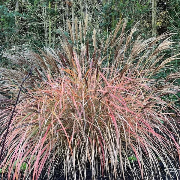 Miscanthus sinensis 'Red Chief' – Molnárpántlika