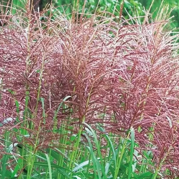 Miscanthus sinensis 'Red Chief' – Molnárpántlika