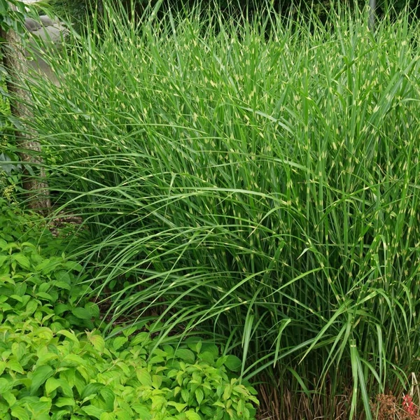Miscanthus sinensis 'Strictus' - Zebranád, fehércsíkos zebrafű
