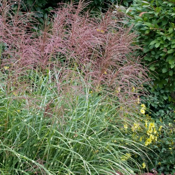 Miscanthus sinensis 'Strictus' - Zebranád, fehércsíkos zebrafű