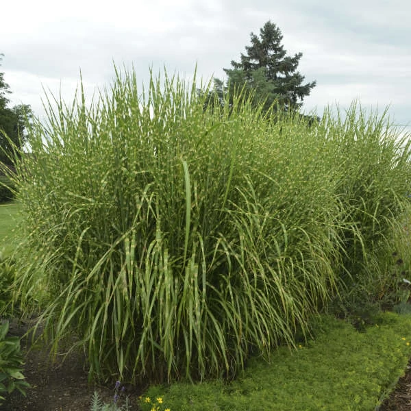 Miscanthus sinensis 'Strictus' - Zebranád, fehércsíkos zebrafű