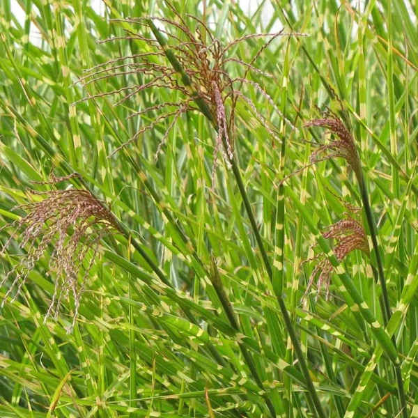Miscanthus sinensis 'Strictus' - Zebranád, fehércsíkos zebrafű
