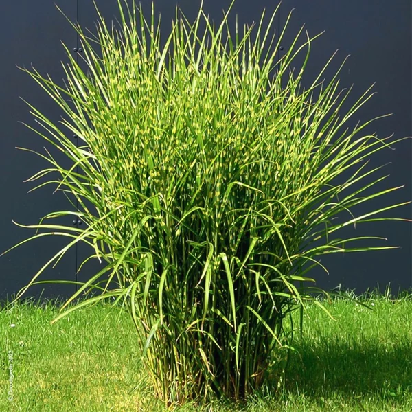 Miscanthus sinensis ’Zebrinus’ - Csíkos zebrafű