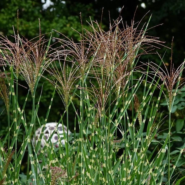 Miscanthus sinensis ’Zebrinus’ - Csíkos zebrafű