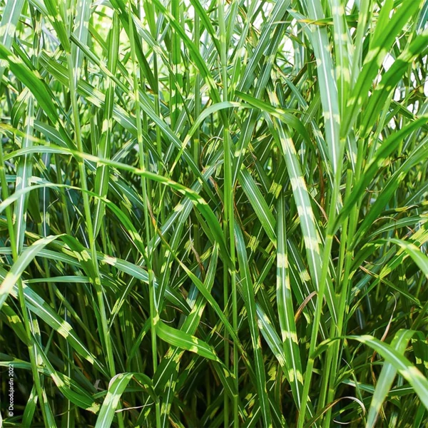Miscanthus sinensis ’Zebrinus’ - Csíkos zebrafű