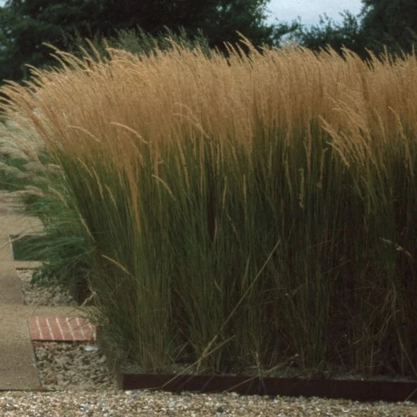 Molinia arundinacea 'Karl Foerster' - Magas kékperje
