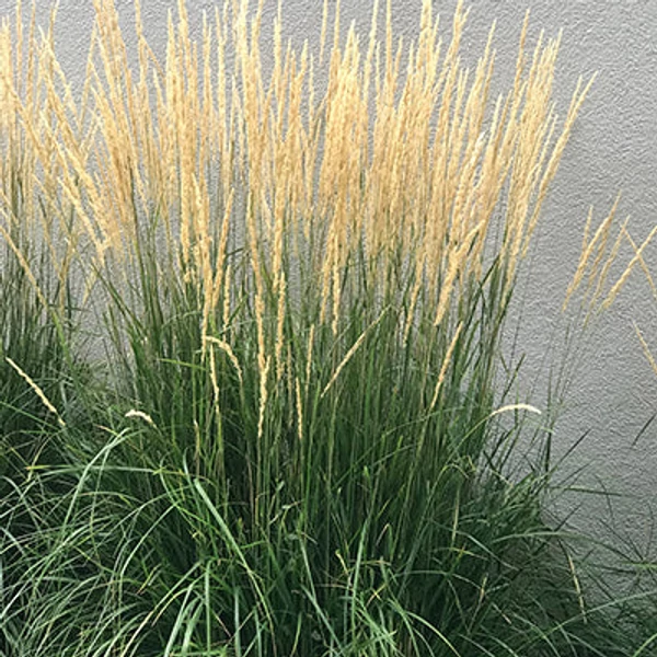 Molinia arundinacea 'Karl Foerster' - Magas kékperje
