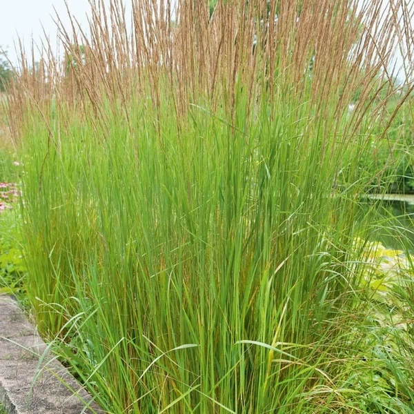 Molinia arundinacea 'Karl Foerster' - Magas kékperje