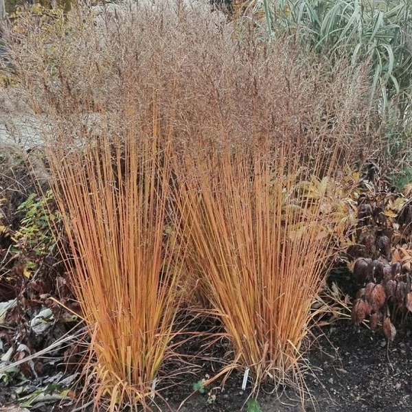 Molinia arundinacea 'Witches Broom' – Magas kékperje