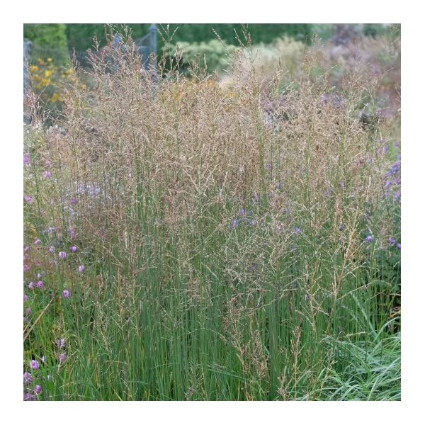 Molinia arundinacea 'Witches Broom' – Magas kékperje