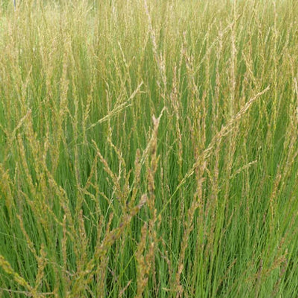 Molinia arundinacea 'Witches Broom' – Magas kékperje