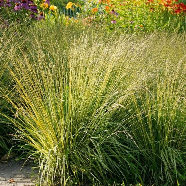 Molinia caerulea 'Heidezwerg' – Közönséges kékperje