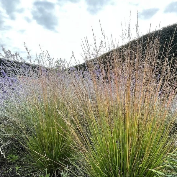 Molinia caerulea 'Heidezwerg' – Közönséges kékperje