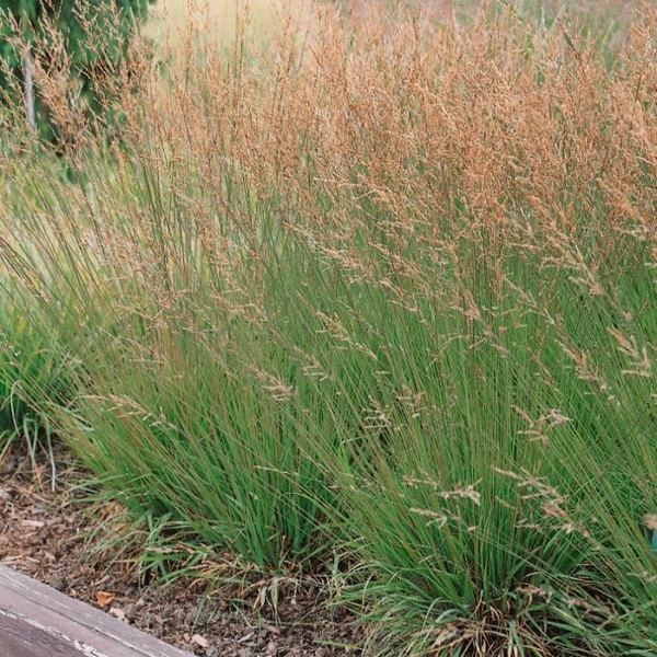 Molinia caerulea 'Heidezwerg' – Közönséges kékperje